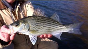 Striper