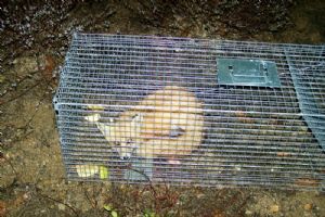 Red Fox - Caught and released on 3-11-10.  Trying to catch a Beaver.