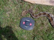 Lake Martin Snake Head