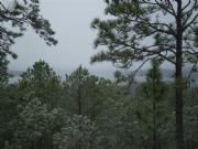 Lake Martin Scenic Overlook 3.1.09