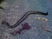 Lake Martin Timber Rattle Snake