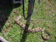 Lake Martin Snake TV Antennae Pole